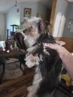 Callie, a female Yorkshire Terrier for sale in Greeneville, TN – 2 of 4
