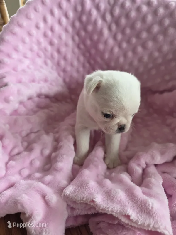 Jenna – Pug puppy for sale in Greeneville, TN