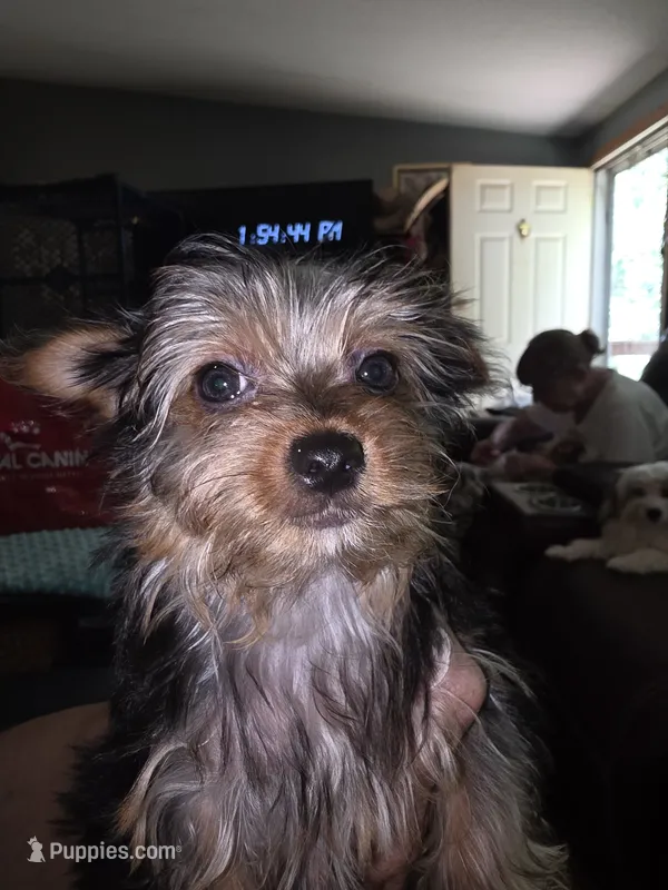 Lori  – Yorkshire Terrier puppy for sale in Greeneville, TN