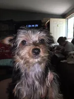 Lori , a female Yorkshire Terrier for sale in Greeneville, TN – 1 of 4