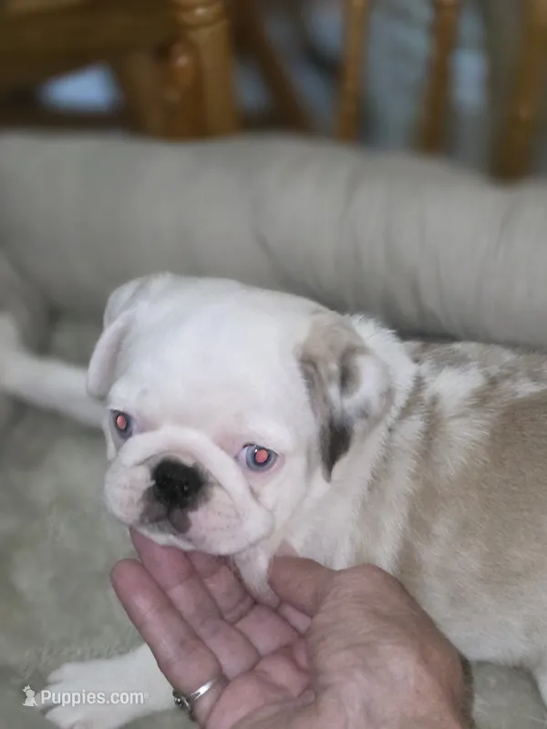 KOI FEMALE – Pug puppy for sale in Greeneville, TN