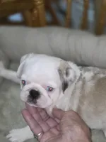 KOI FEMALE, a female Pug for sale in Greeneville, TN – 1 of 4