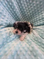 Scotty, a male Yorkshire Terrier for sale in Greeneville, TN – 3 of 4