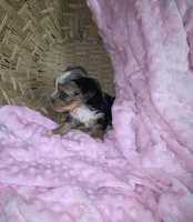 Female 2, a female Yorkshire Terrier for sale in Greeneville, TN – 2 of 5