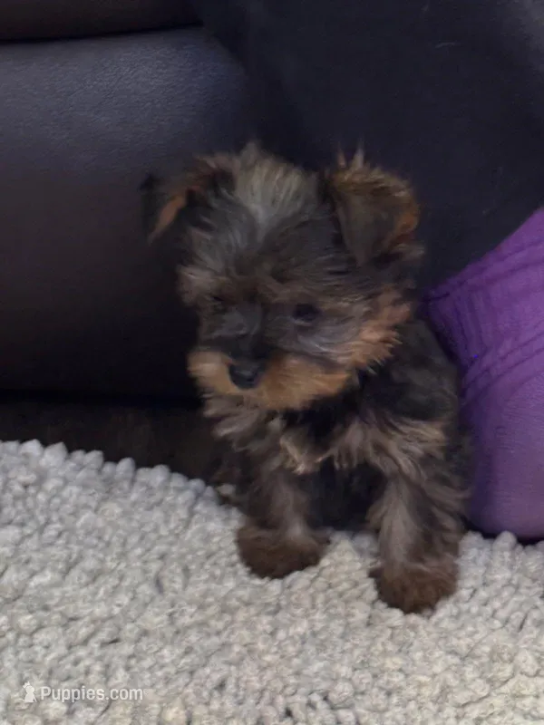 Tiffany, a female Yorkshire Terrier for sale in Greeneville, TN – Photo 1 of 1