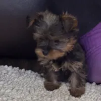 Tiffany, a female Yorkshire Terrier for sale in Greeneville, TN – 1 of 1