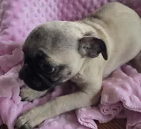 Tumbleweed, a female Pug for sale in Greeneville, TN – 2 of 3