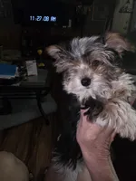 Cali, a female Yorkshire Terrier for sale in Greeneville, TN – Photo 3 of 4