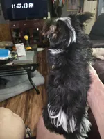 Cali, a female Yorkshire Terrier for sale in Greeneville, TN – Photo 4 of 4