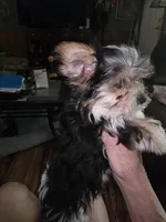 Cali, a female Yorkshire Terrier for sale in Greeneville, TN – Photo 2 of 4