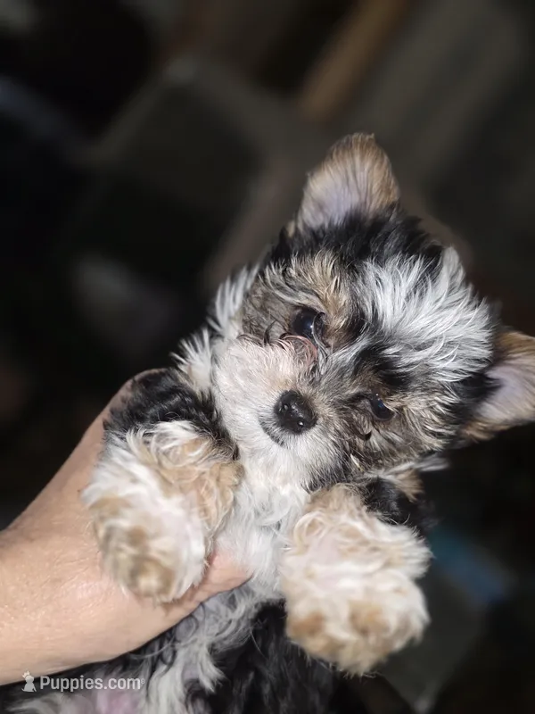 Cali – Yorkshire Terrier puppy for sale in Greeneville, TN