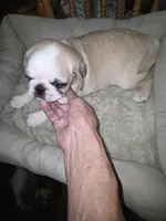 Fawn panda male, a male Pug for sale in Greeneville, TN – 3 of 4