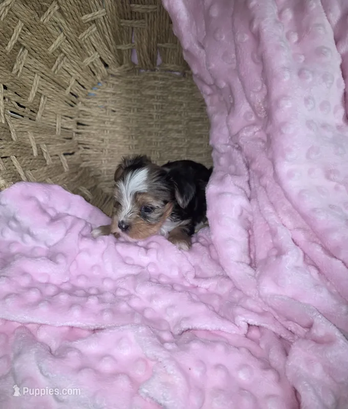 Female 2 – Yorkshire Terrier puppy for sale in Greeneville, TN