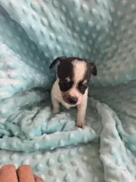 Tank, a male Chihuahua for sale in Greeneville, TN – 5 of 6