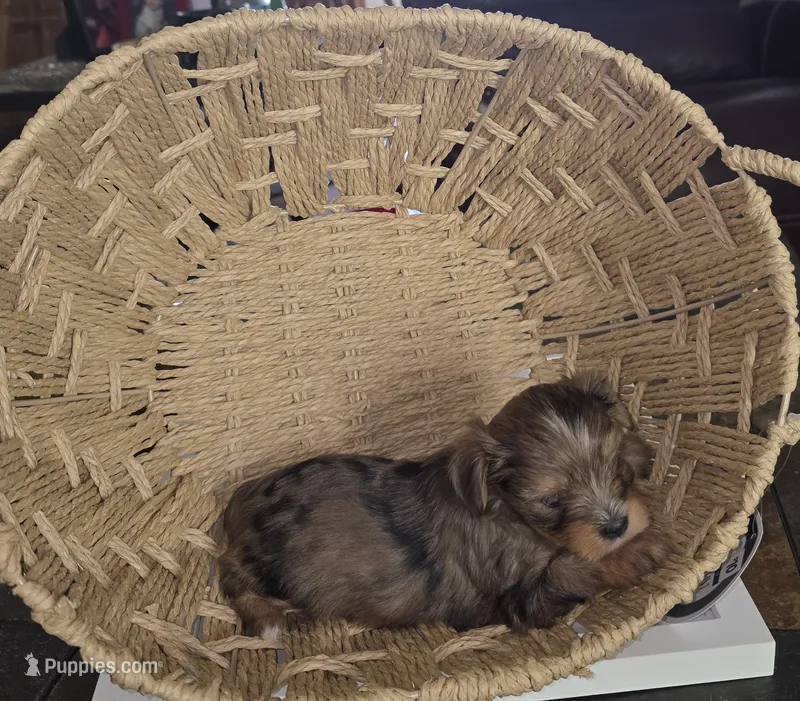 Female 5 – Yorkshire Terrier puppy for sale in Greeneville, TN