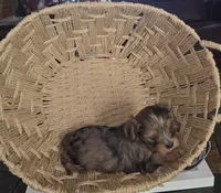 Female 5, a female Yorkshire Terrier for sale in Greeneville, TN – 1 of 2