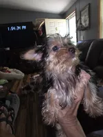 Lori , a female Yorkshire Terrier for sale in Greeneville, TN – 4 of 4