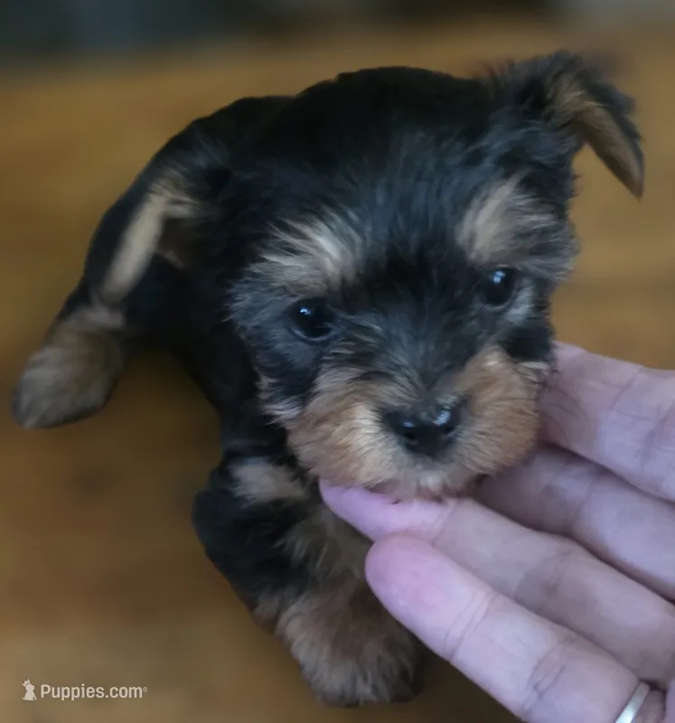 Susie  – Yorkshire Terrier puppy for sale in Greeneville, TN