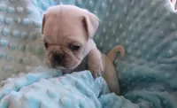 Casper, a male Pug for sale in Greeneville, TN – 2 of 7
