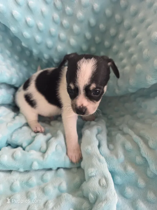Tank – Chihuahua puppy for sale in Greeneville, TN