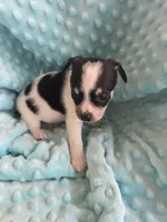 Tank, a male Chihuahua for sale in Greeneville, TN – 1 of 6