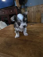 Hades, a male Yorkshire Terrier for sale in Greeneville, TN – 1 of 4