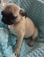 Tad Pole, a male Pug for sale in Greeneville, TN – 4 of 6