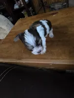 Hades, a male Yorkshire Terrier for sale in Greeneville, TN – 4 of 4