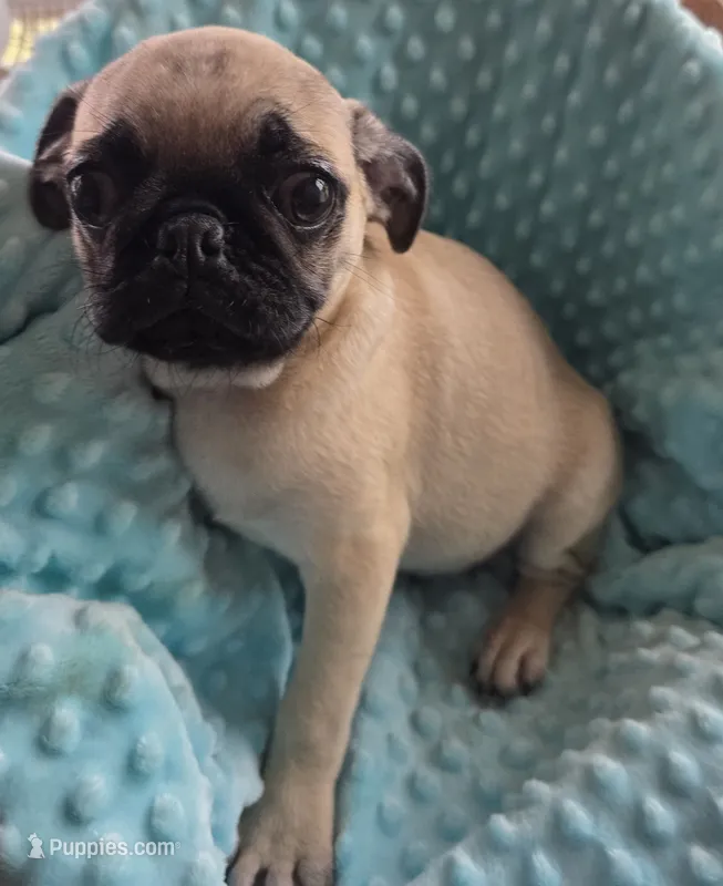 Tad Pole – Pug puppy for sale in Greeneville, TN