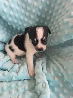 Tank, a male Chihuahua for sale in Greeneville, TN – 4 of 6