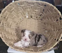 Female 3, a female Yorkshire Terrier for sale in Greeneville, TN – 3 of 3