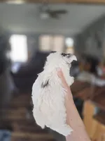 Clyde, a male Yorkshire Terrier for sale in Greeneville, TN – Photo 2 of 2