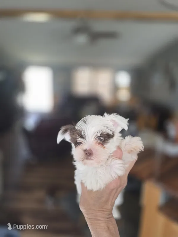 Clyde – Yorkshire Terrier puppy for sale in Greeneville, TN