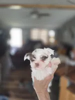 Clyde, a male Yorkshire Terrier for sale in Greeneville, TN – Photo 1 of 2