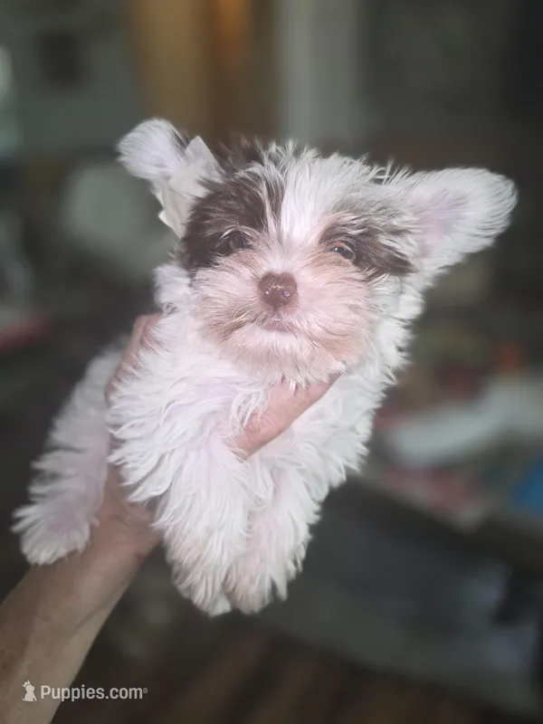 Clyde – Yorkshire Terrier puppy for sale in Greeneville, TN