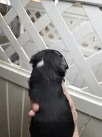 Carter, a male Chihuahua for sale in Greeneville, TN – Photo 3 of 4