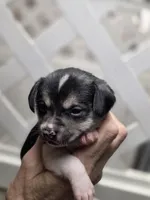 Carter, a male Chihuahua for sale in Greeneville, TN – Photo 1 of 4