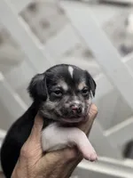 Carter, a male Chihuahua for sale in Greeneville, TN – Photo 2 of 4