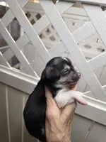 Carter, a male Chihuahua for sale in Greeneville, TN – Photo 4 of 4