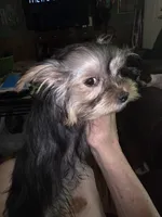 Pebbles , a female Yorkshire Terrier for sale in Greeneville, TN – Photo 2 of 3