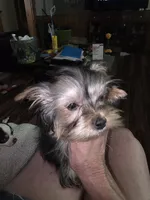 Pebbles , a female Yorkshire Terrier for sale in Greeneville, TN – Photo 3 of 3