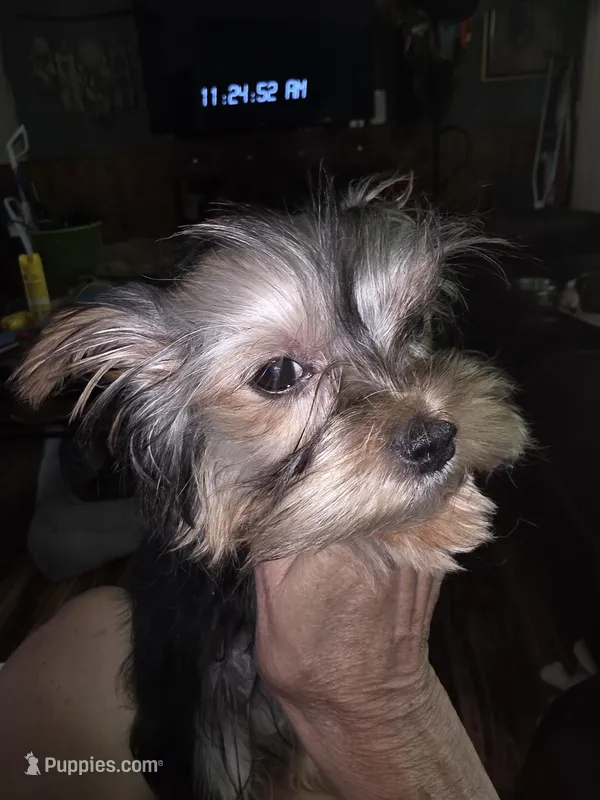 Pebbles , a female Yorkshire Terrier for sale in Greeneville, TN – Photo 1 of 3