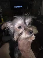 Pebbles , a female Yorkshire Terrier for sale in Greeneville, TN – Photo 1 of 3