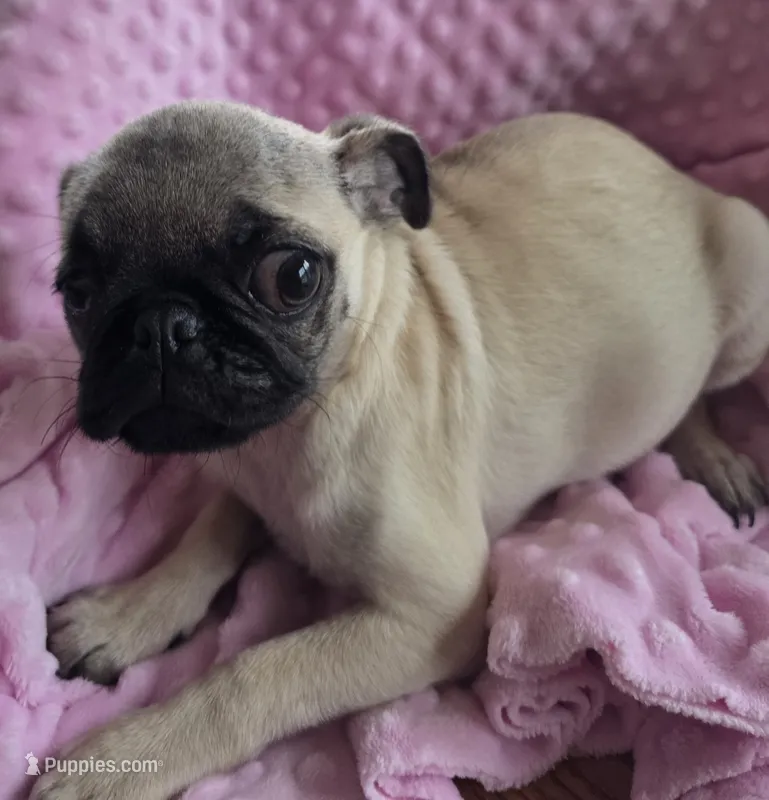 Tumbleweed – Pug puppy for sale in Greeneville, TN