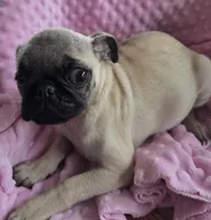 Tumbleweed, a female Pug for sale in Greeneville, TN – 1 of 3