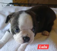 Lu Lu, a female Boston Terrier for sale in Greeneville, TN – Photo 2 of 3