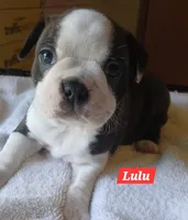 Lu Lu, a female Boston Terrier for sale in Greeneville, TN – Photo 3 of 3