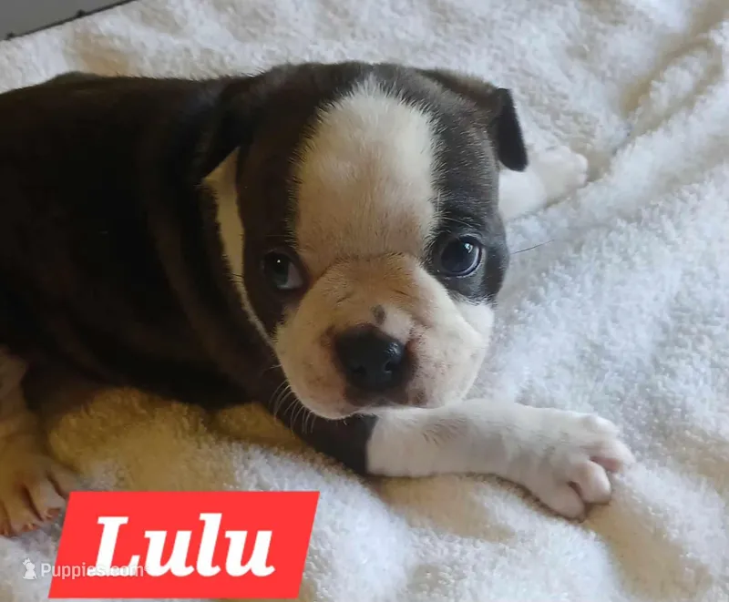 Lu Lu, a female Boston Terrier for sale in Greeneville, TN – Photo 1 of 3