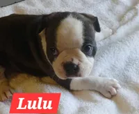 Lu Lu, a female Boston Terrier for sale in Greeneville, TN – Photo 1 of 3