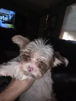 Maggie , a female Yorkshire Terrier for sale in Greeneville, TN – 2 of 2